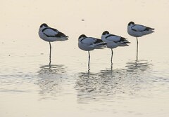 Recurvirostra avosetta