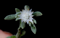 Helichrysum cerastioides
