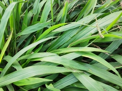 Paspalum orbiculare