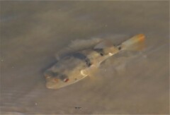 Marilyna pleurosticta