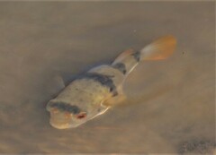 Marilyna pleurosticta