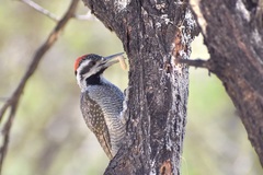 Chloropicus namaquus