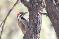 Chloropicus namaquus