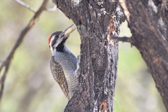 Chloropicus namaquus