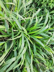 Paspalum orbiculare