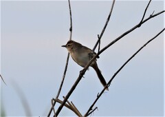 Cincloramphus timoriensis