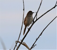 Cincloramphus timoriensis