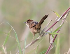 Cincloramphus timoriensis