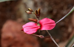 Indigofera hedyantha