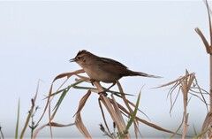 Cincloramphus timoriensis