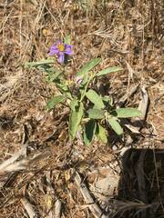 Solanum esuriale