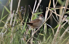 Cincloramphus timoriensis