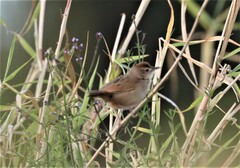 Cincloramphus timoriensis