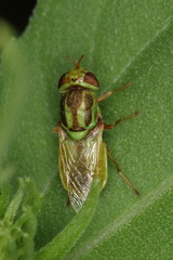 Hedriodiscus trivittatus