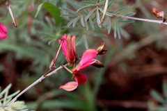 Indigofera hedyantha