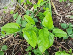 Cocculus orbiculatus