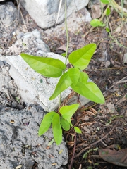 Cocculus orbiculatus