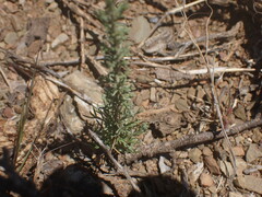 Pentzia incana