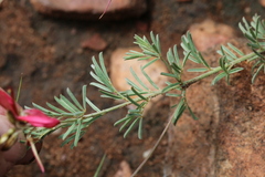 Indigofera hedyantha
