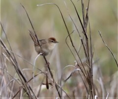 Cincloramphus timoriensis