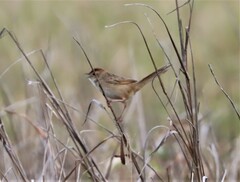 Cincloramphus timoriensis