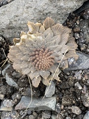 Notothlaspi rosulatum