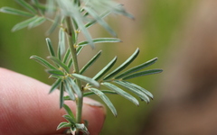 Indigofera hedyantha
