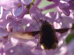 Bombylius major