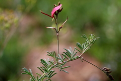 Indigofera hedyantha
