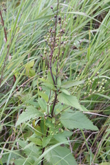 Scrophularia lanceolata