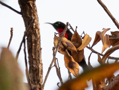 Chalcomitra senegalensis