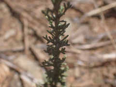 Pentzia incana