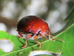 Dicranosterna picea