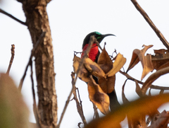 Chalcomitra senegalensis