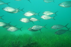 Pseudocaranx georgianus