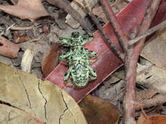 Chrysolopus spectabilis