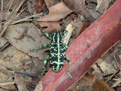 Chrysolopus spectabilis