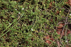 Justicia anagalloides