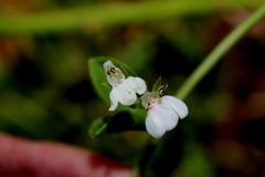 Justicia anagalloides
