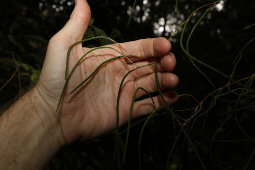 Image of Dendrobium bowmanii by (c) Greg Tasney, some rights reserved (CC BY-SA)