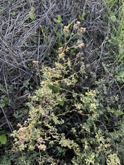 Ruta chalepensis