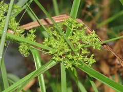 Cyperus platystylis