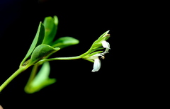 Justicia anagalloides