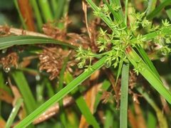 Cyperus platystylis