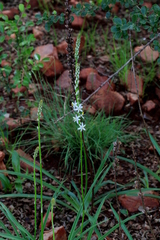Chlorophytum bowkeri