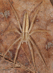 Tibellus oblongus