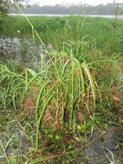 Cyperus platystylis