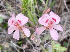 Pelargonium pinnatum