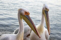 Pelecanus onocrotalus