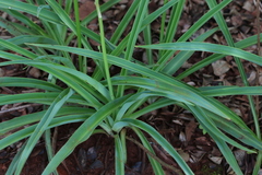 Chlorophytum bowkeri